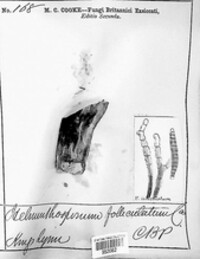 Sporidesmium folliculatum image